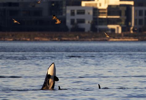 In Seattle, phones ding. Killer whales could be close